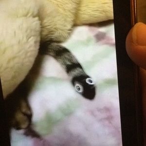 Meet your Posher, Julia